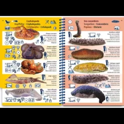 Clearance PICTOLIFE Guide Marine
